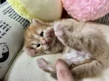 ミヌエット【大阪府・男の子・2021年9月4日・レッドタビー】の写真3