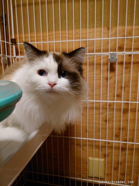 ラグドール【・女の子・2022年9月22日・シールポイントバイカラー】