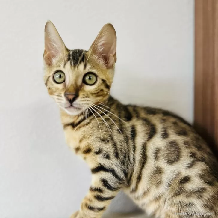 ID：2407-00143の子猫