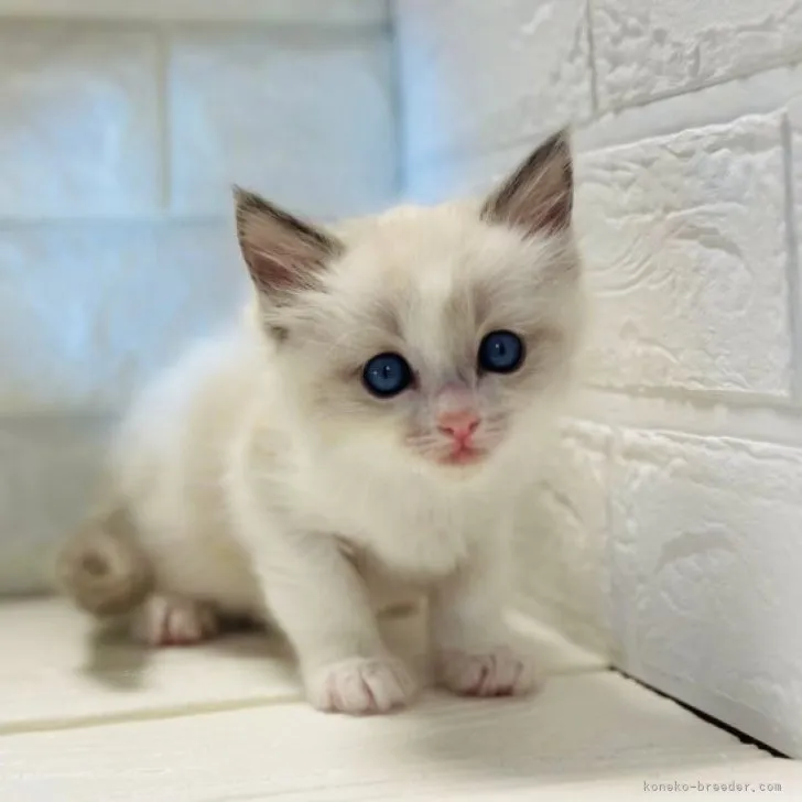 ID：2310-00726の子猫