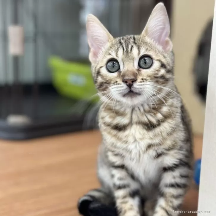 ID：2401-02251の子猫