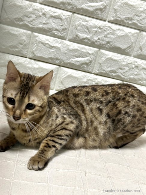 ベンガル【・女の子・2020年7月1日・ブラウンスポッテッドタビー】