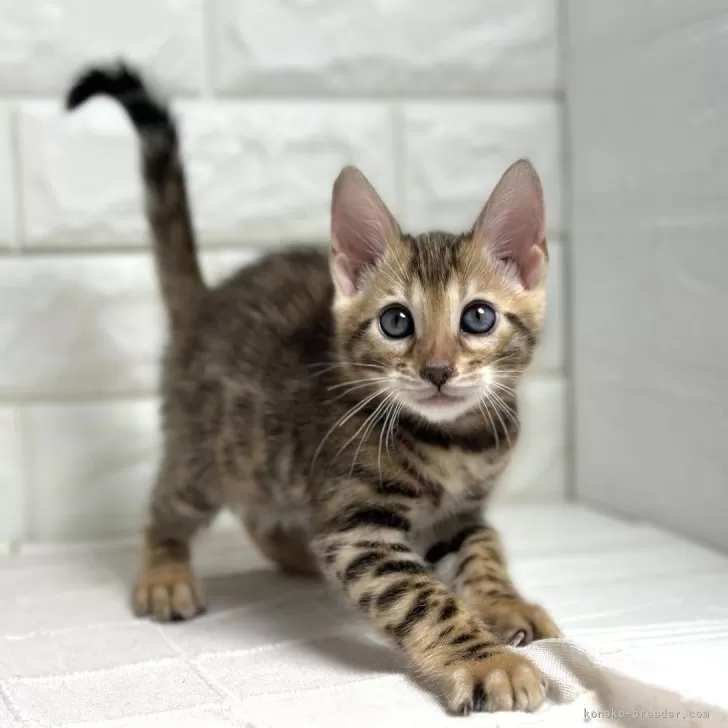 ID：2404-00004の子猫