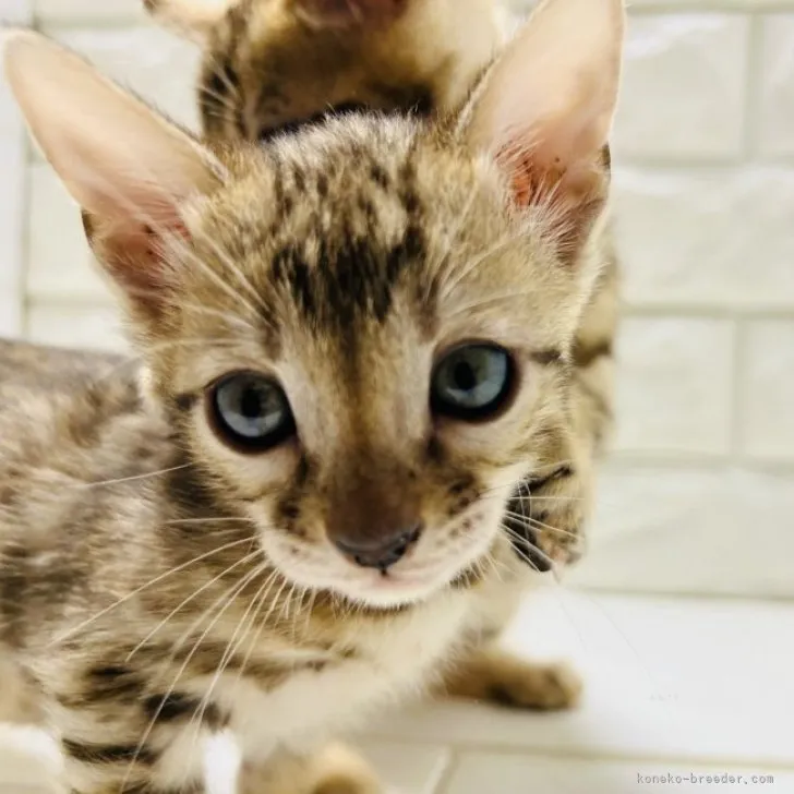 ID：2310-02571の子猫