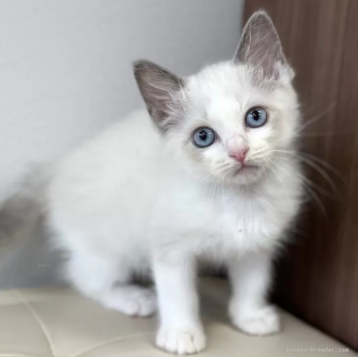 ID：2405-02002の子猫
