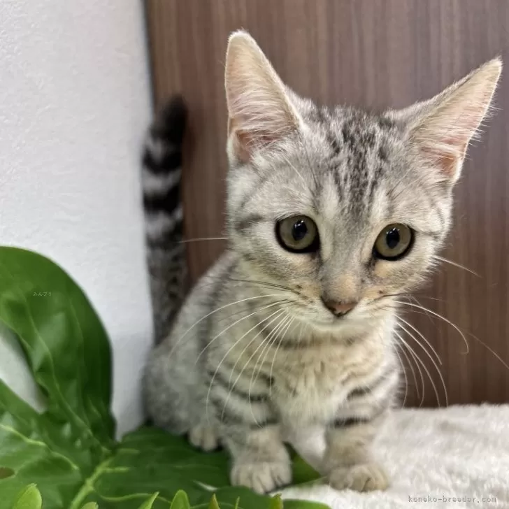 ID：2408-02426の子猫