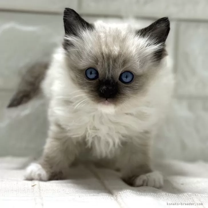 ID:2403-01744の子猫