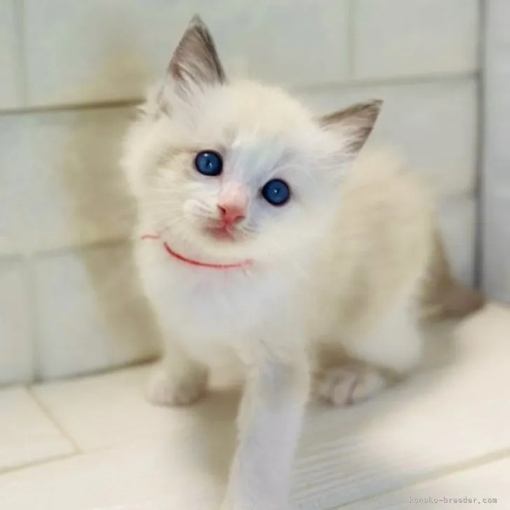 ID：2310-00833の子猫