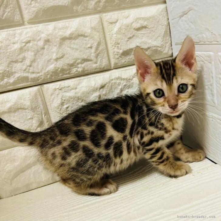 ID:2311-02340の子猫