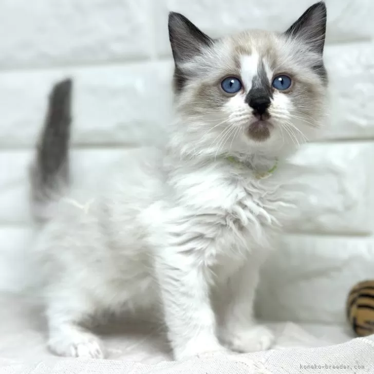 ID：2403-01784の子猫