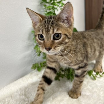 ジェネッタ【京都府・男の子・2024年7月23日・ブラウンスポテッドタビー】の写真「綺麗なスポット柄の足長の男の子です⭐︎」