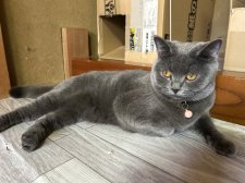 ブリティッシュショートヘア【・女の子・2024年6月8日・ブルー】