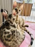 ベンガル【京都府・男の子・2024年5月2日・ブラウンスポテッドタビー】の写真5