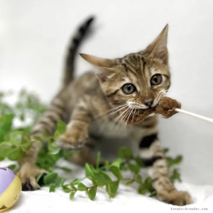 ID：2510-00838の子猫