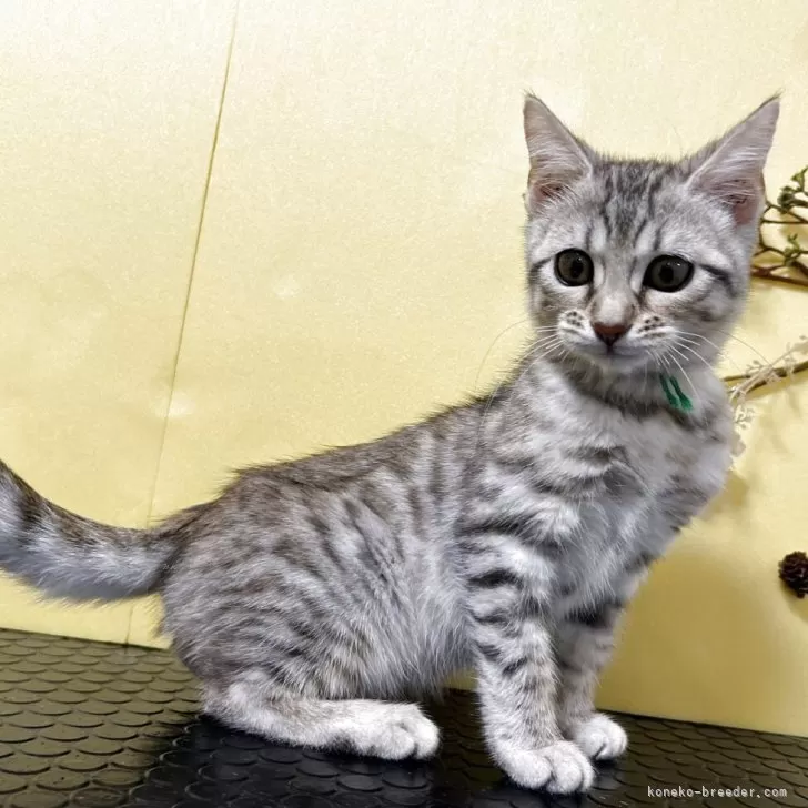 ジェネッタ【京都府・女の子・2025年8月25日・ブラウンスポテッドタビー】の写真1