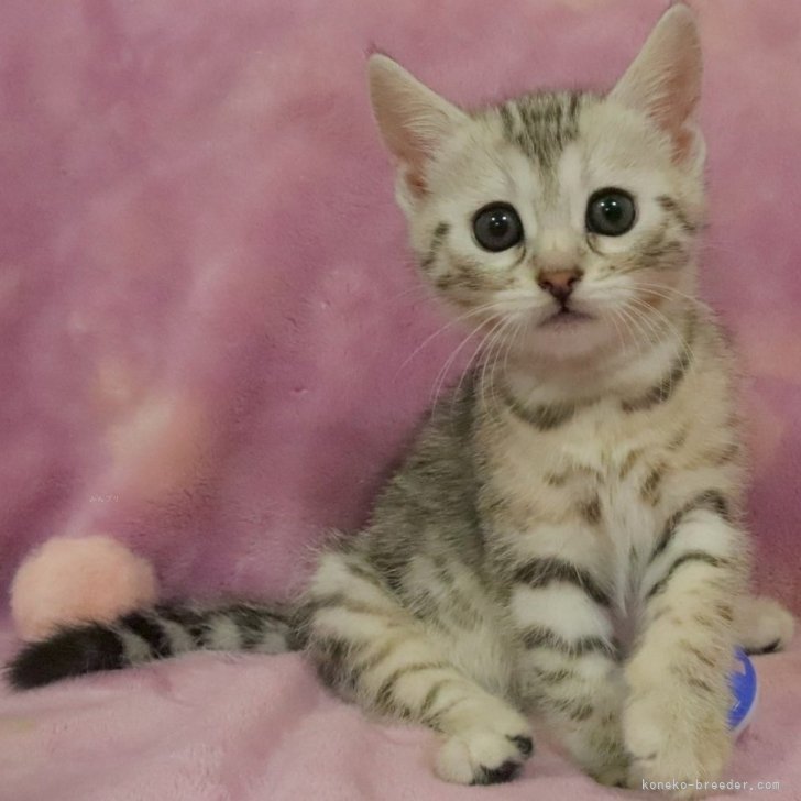 P.C 様のお迎えした子猫