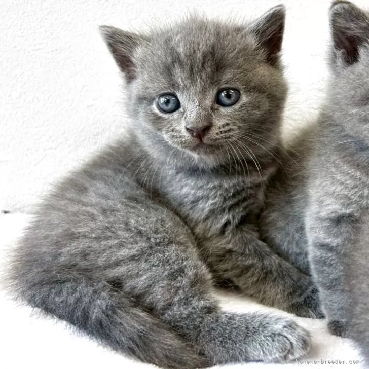 ID：2508-00135の子猫