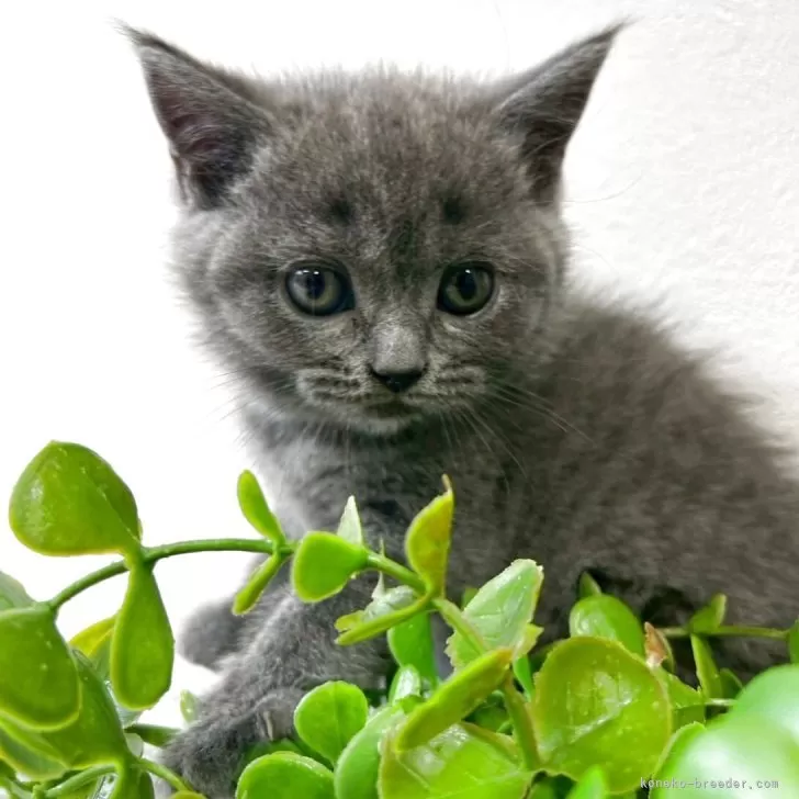 ブリティッシュショートヘア【京都府・女の子・2025年10月12日・ブルー】の写真1