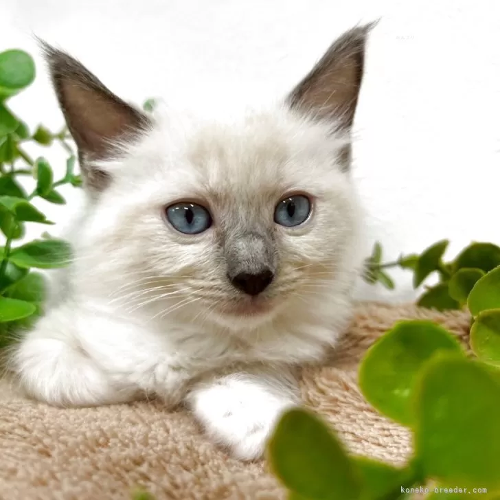 ID：2504-02562の子猫