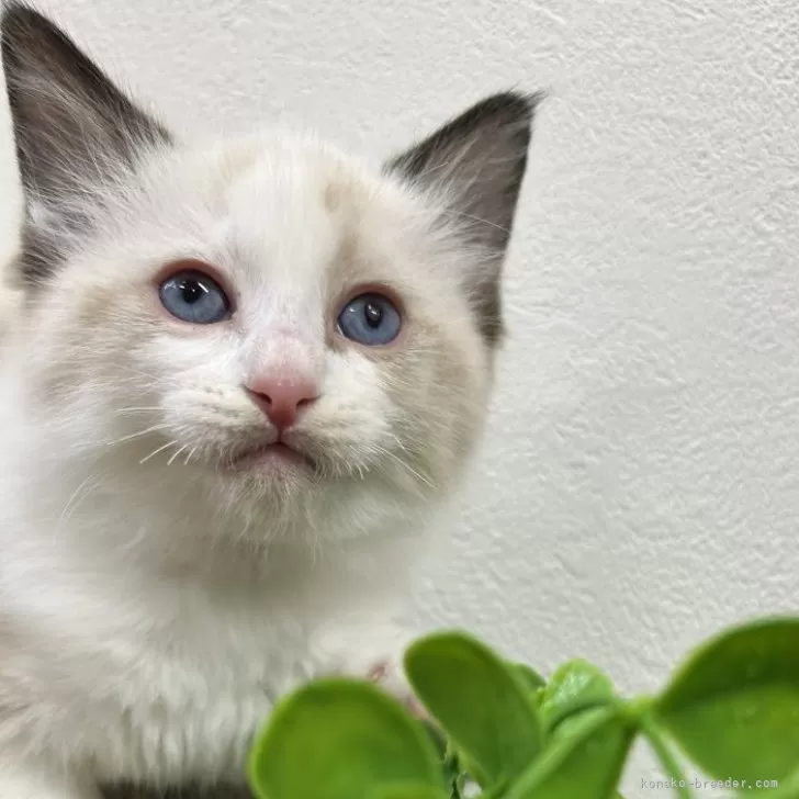 ID：2412-00510の子猫