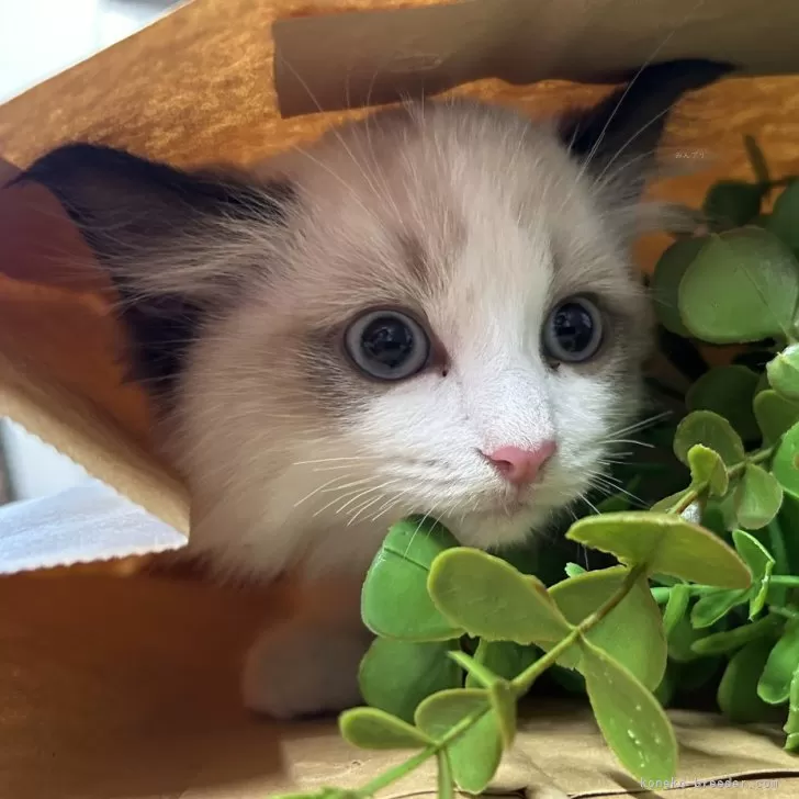 ID:2412-00858の子猫