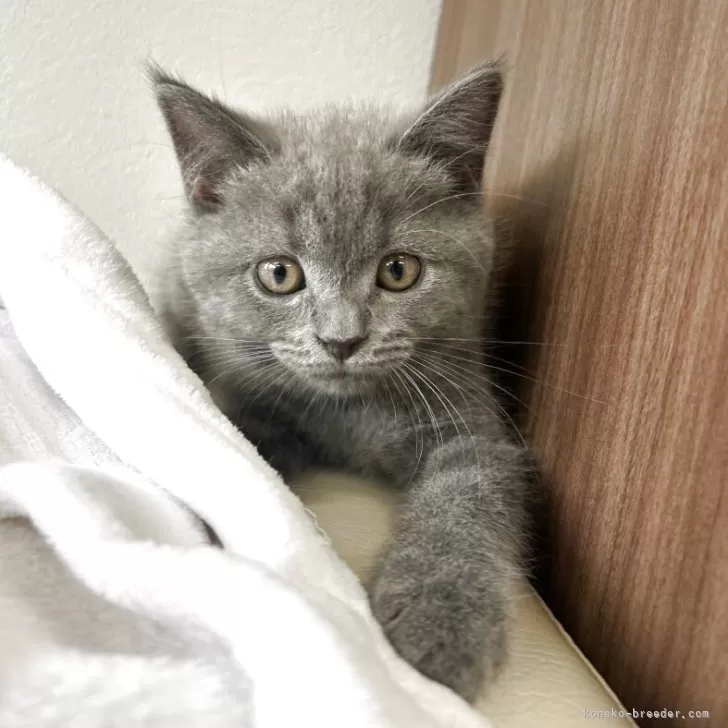 ID:2508-00136の子猫