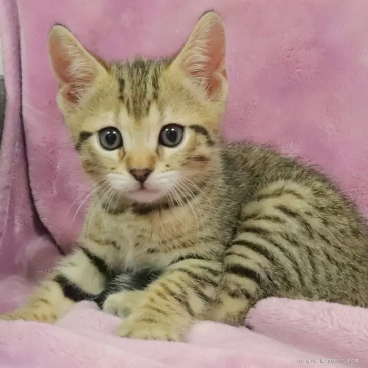 P.C 様のお迎えした子猫