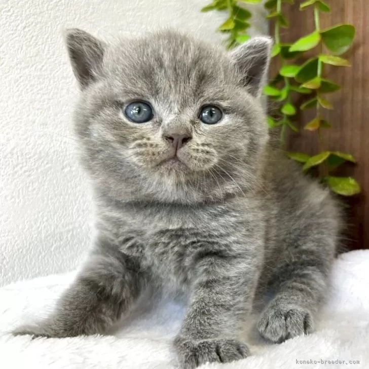 ID:2508-00133の子猫