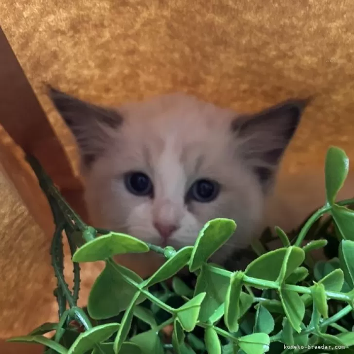 ID:2412-00507の子猫