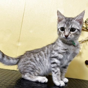 ジェネッタ【京都府・女の子・2025年8月25日・ブラウンスポテッドタビー】の写真「綺麗なスポットでてます✨」