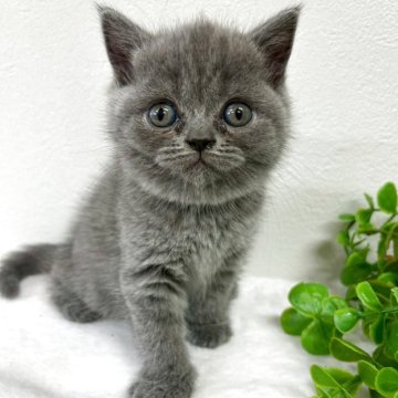 ブリティッシュショートヘア【京都府・女の子・2025年10月12日・ブルー】の写真「クリクリオメメのモフモフちゃん♡」