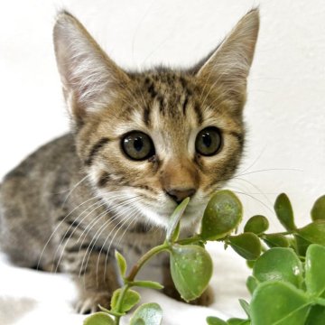 ジェネッタ【京都府・男の子・2025年8月29日・ブラウンスポテッドタビー】の写真「綺麗なスポットでてます✨」