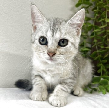 ジェネッタ【京都府・女の子・2025年8月29日・シルバースポテッドタビー】の写真「甘えたな女の子♡」