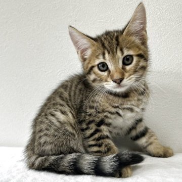 ジェネッタ【京都府・男の子・2025年8月29日・ブラウンスポテッドタビー】の写真「綺麗なスポットでてます✨」