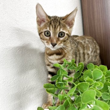 ベンガル【京都府・男の子・2025年9月1日・ブラウンスポテッドタビー】の写真「綺麗なスポットでてます✨」