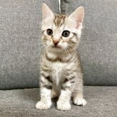 ジェネッタ