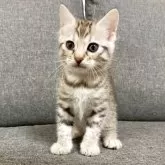 ジェネッタ