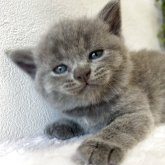 ブリティッシュショートヘア