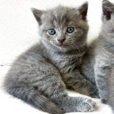 ブリティッシュショートヘア