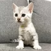 ジェネッタ