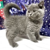 ブリティッシュショートヘア