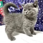 ブリティッシュショートヘア