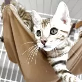 ベンガル