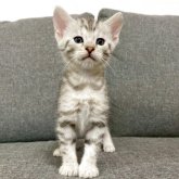 ジェネッタ