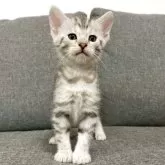 ジェネッタ