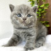 ブリティッシュショートヘア
