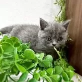 ブリティッシュショートヘア【京都府・女の子・2025年10月12日・ブルー】の写真2