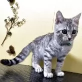 ジェネッタ【京都府・女の子・2025年8月25日・ブラウンスポテッドタビー】の写真2