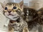 ベンガル【京都府・男の子・2025年3月2日・ブラウンスポテッドタビー】の写真8