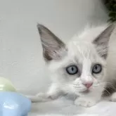 ラグドール【京都府・女の子・2025年5月21日・ブルーポイントバイカラー】の写真5